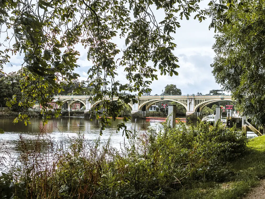 Looking through the leafy hanging branches to the river and a brioche on the Thames Path walk from Richmond to Putney.