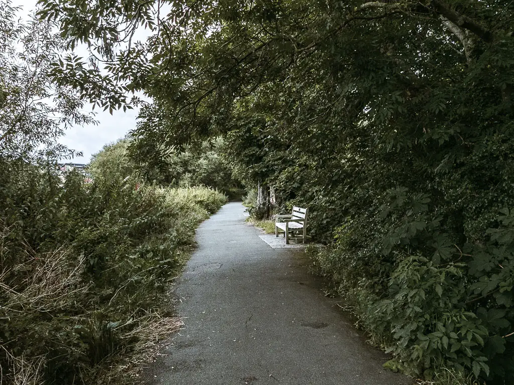 The Thames Path lined with bushes and trees, and a wooden bench on the edge of it when walking towards Putney from Richmond. 