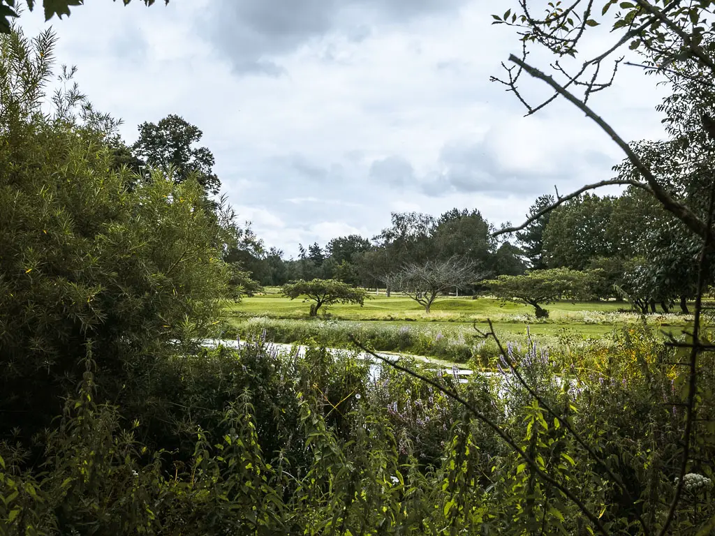 An opening in the bushes with a view towards a green field with bonsai type trees.