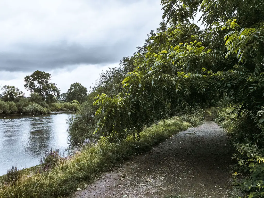 A gravel path lined with grass and overhanging tree branches next to the river.