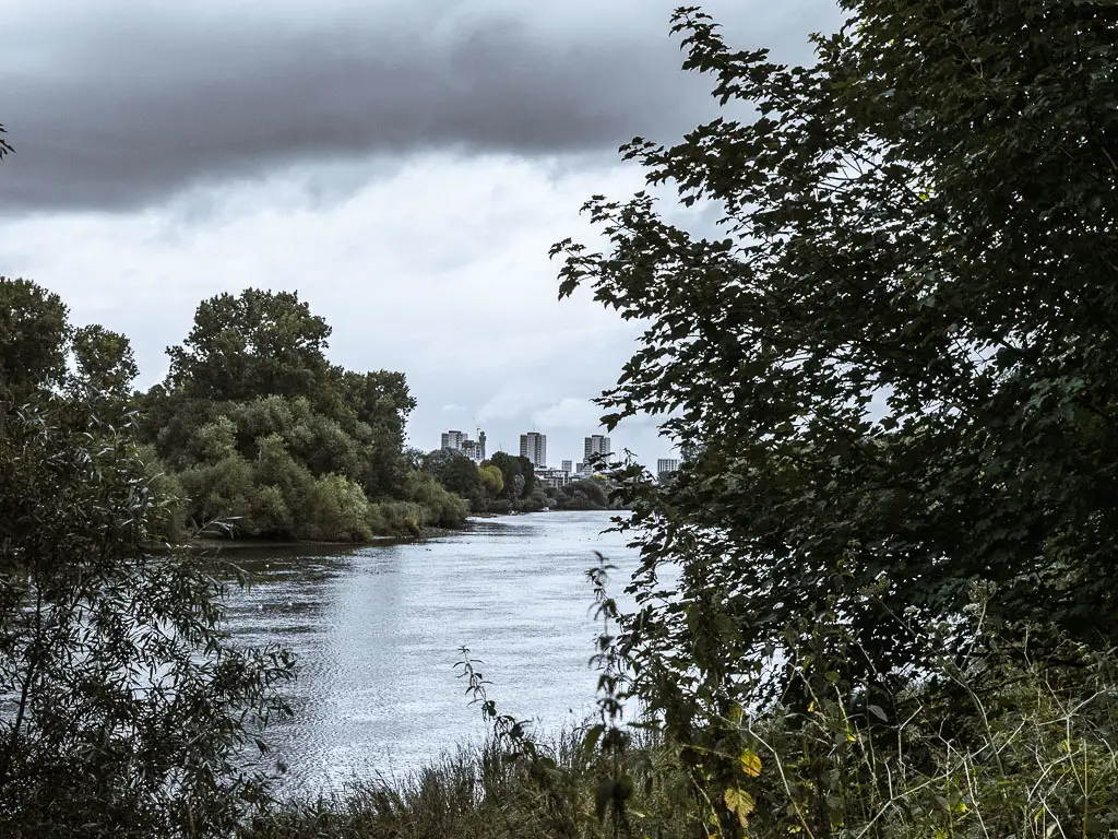 Looking through the bushes and down the river to the tall buildings of London in the distance, on the walk to Putney from Richmond along the Thames Path.