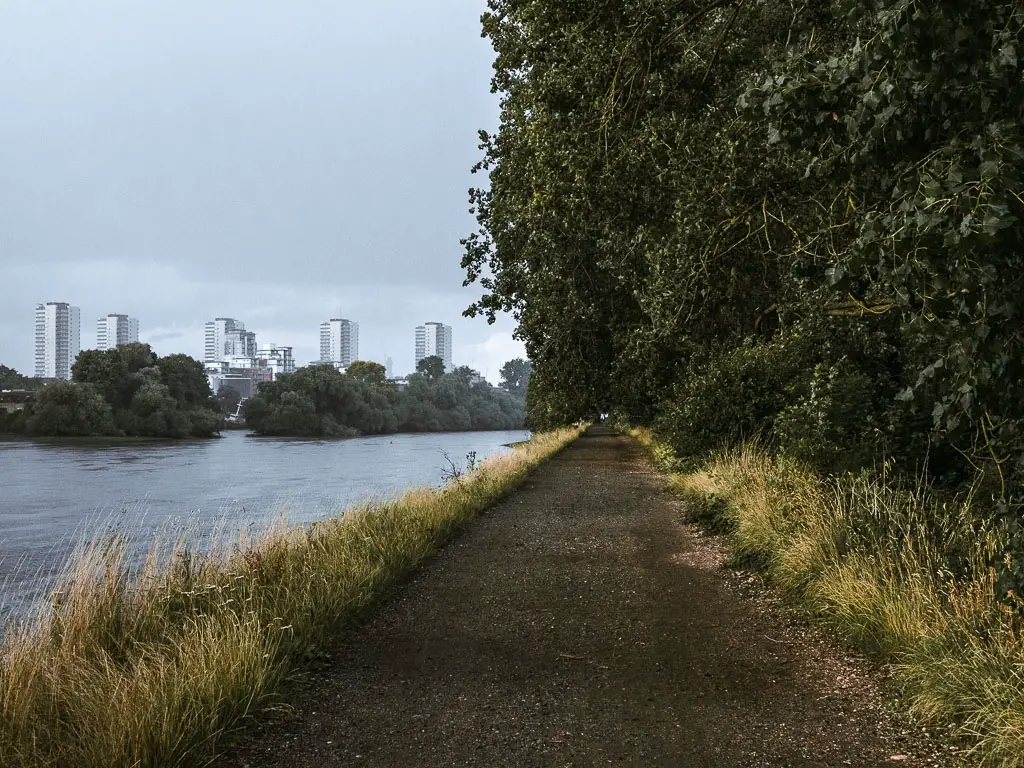 The Thames Path lined with tall yellow grass, and trees to the right and river to the left on the walk towards Putney from Richmond. there are tall apartment buildings visible in the distance and the sky is grey. 