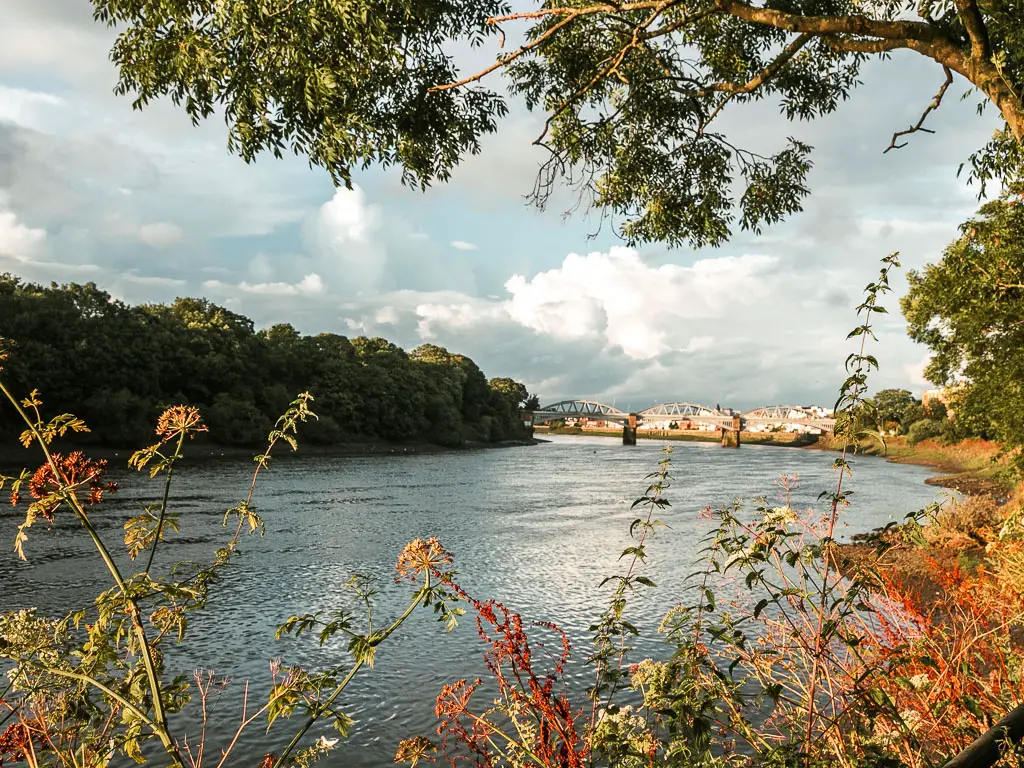 Looking through the opening in the bushes and trees along the river towards Barnes Bridge on the Thames Path walk from Richmond to Putney.