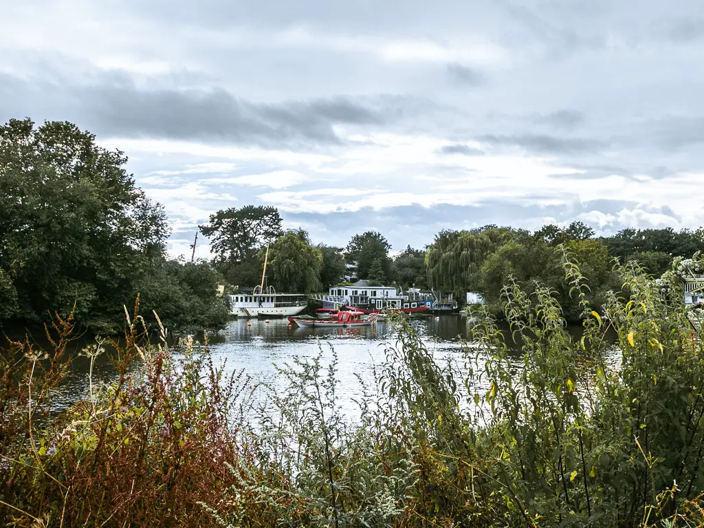 Looking over the bushes to the river and the boats and trees on the other side in Richmond. 