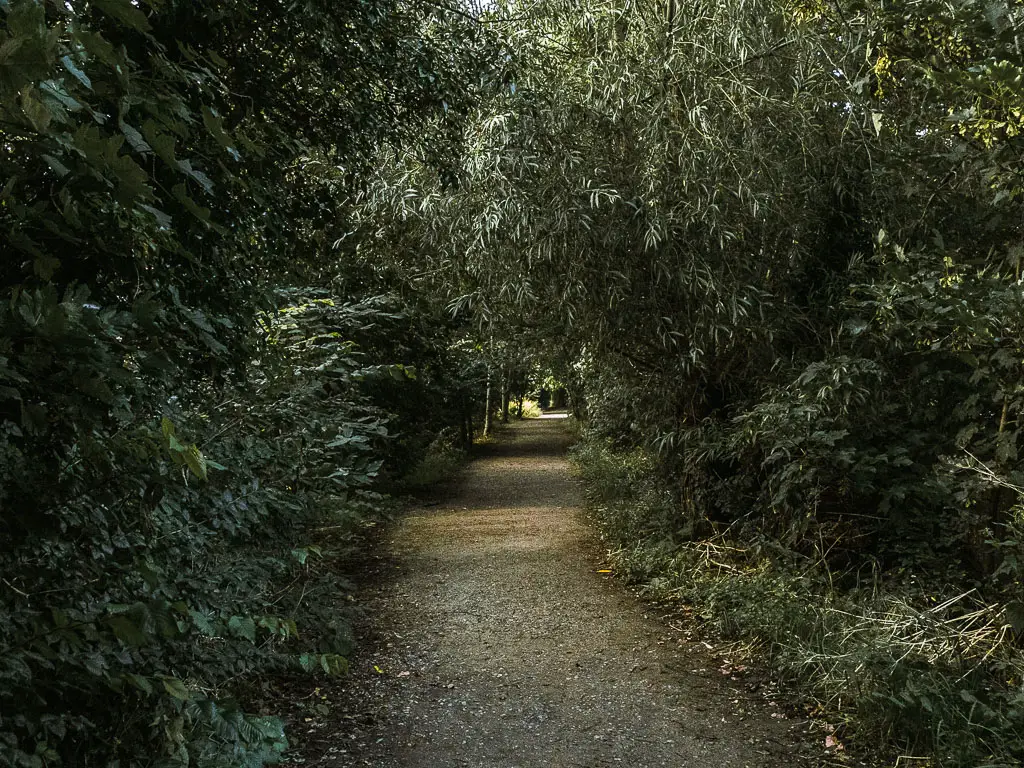 A path running through the dense green bushes and tree. 