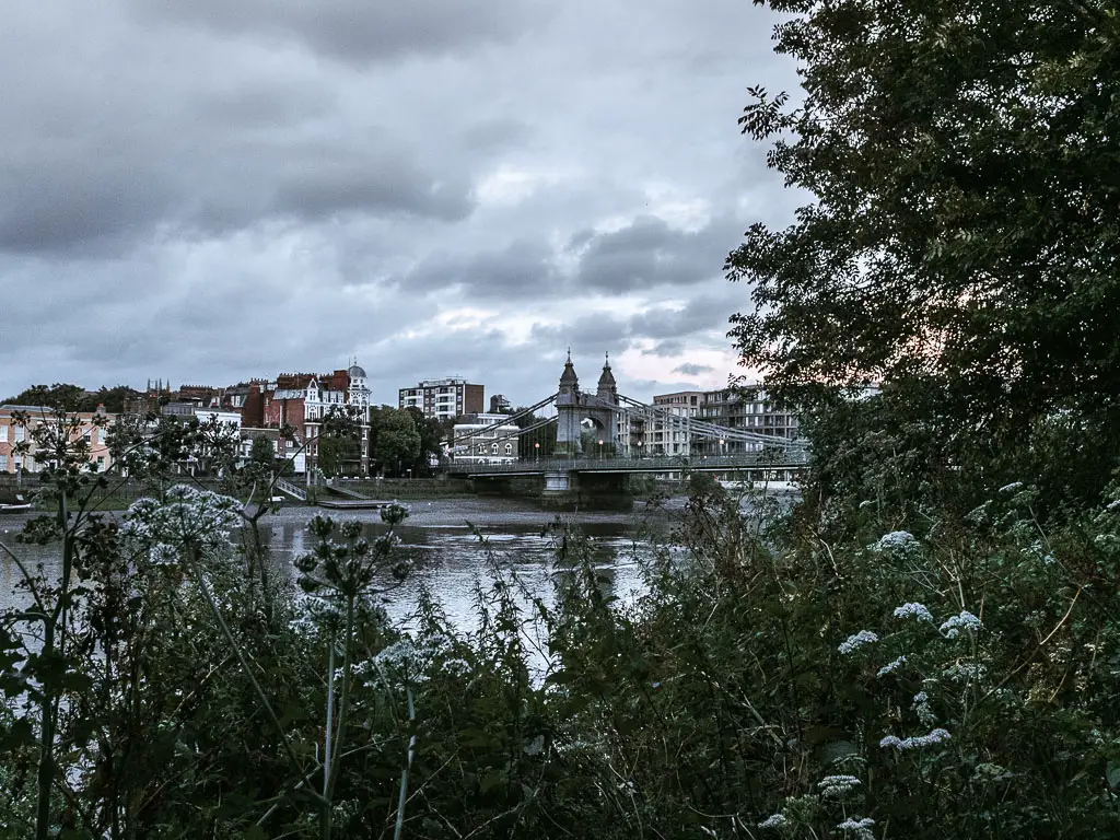 Looking over the bushes to the river with Hammersmith bridge in the distance.