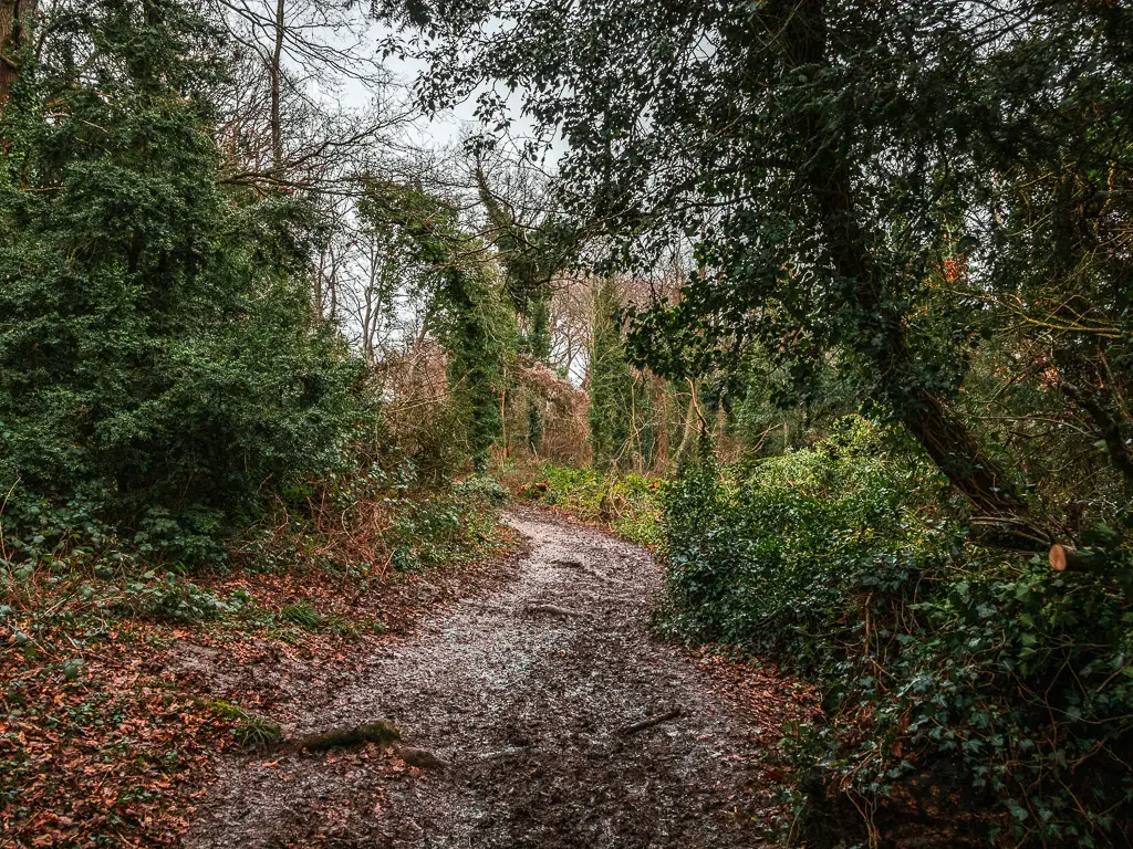 A dirt trail leading up through the bushes of the woodland on the Stage 3 North Downs Way walk.