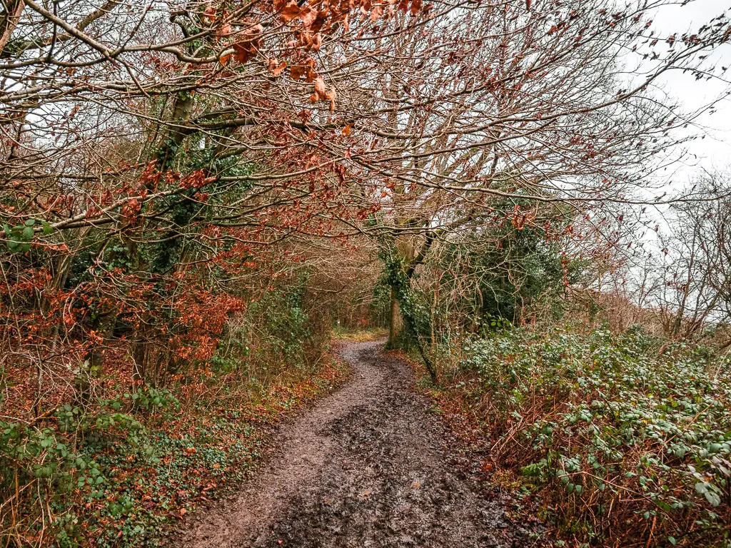 A muddy trail lined with bushes and overhanging branches on the North Downs Way walk from Westhumble to Merstham.