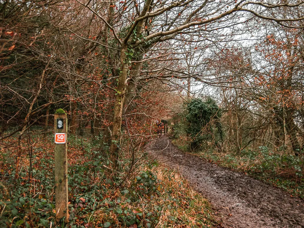 A muddy trail through the woodland, with a wooden trail post on the grass on the left.