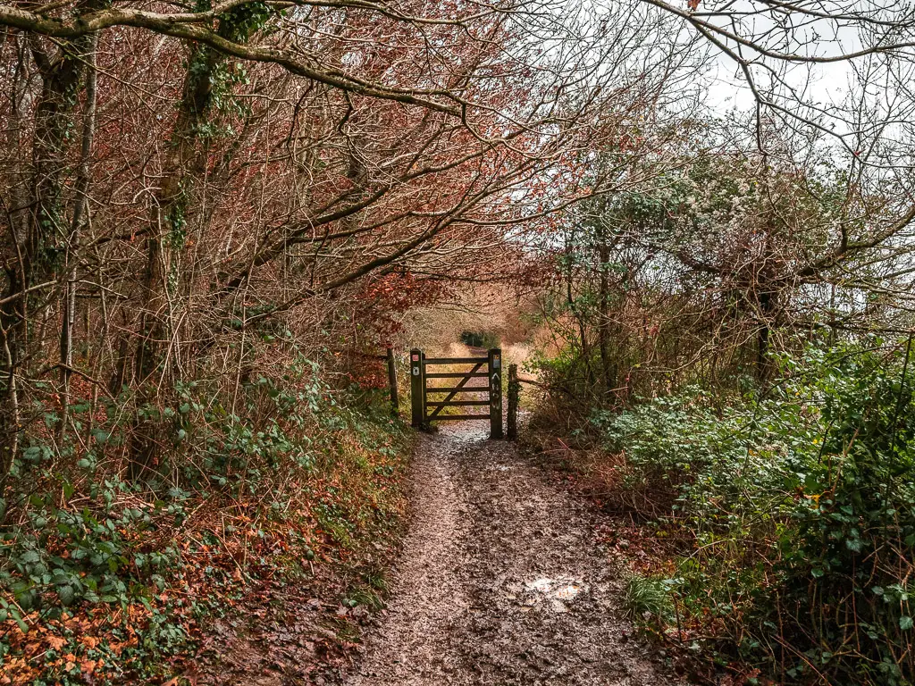 A mud trail leading towards a wooden gate on the walk between Westhumble and Merstham along stage 3 of the North Downs Way. the trail is surrounded by bushes and trees of the woodland.