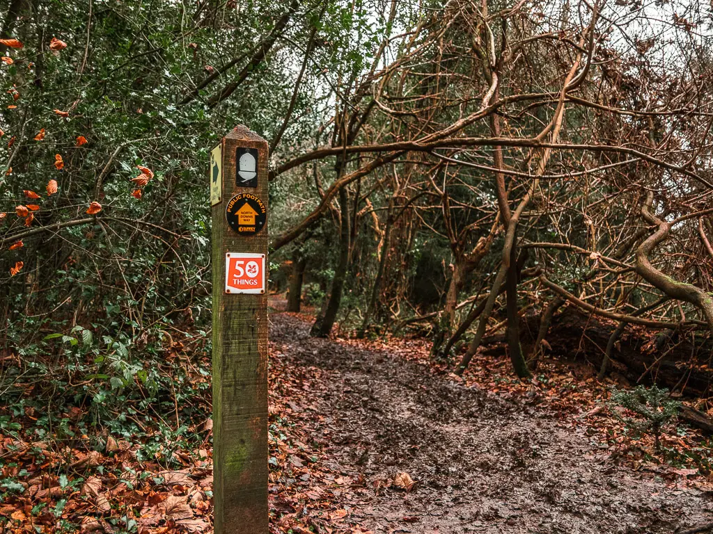 A wooden stump signpost with trail disc signposts marking stage 3 of the North Downs Way on the walk between Westhumble and Merstham.