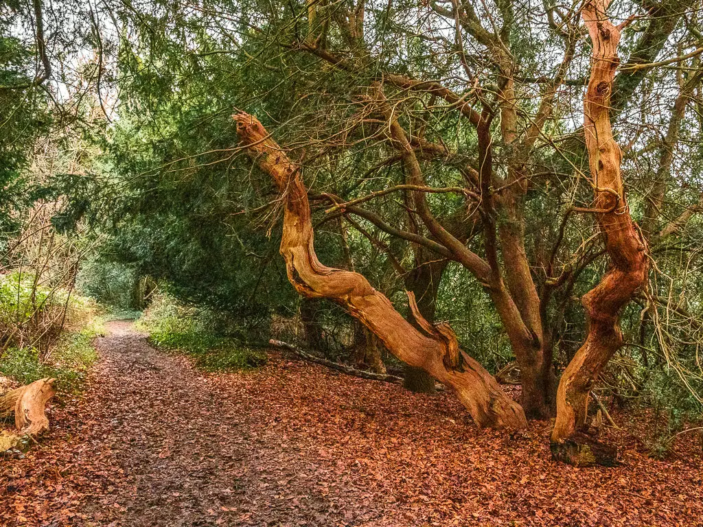 A muddy trail with lots of fallen orange leave son the ground. There are a couple of leaning curves trees trunks next to the trail.