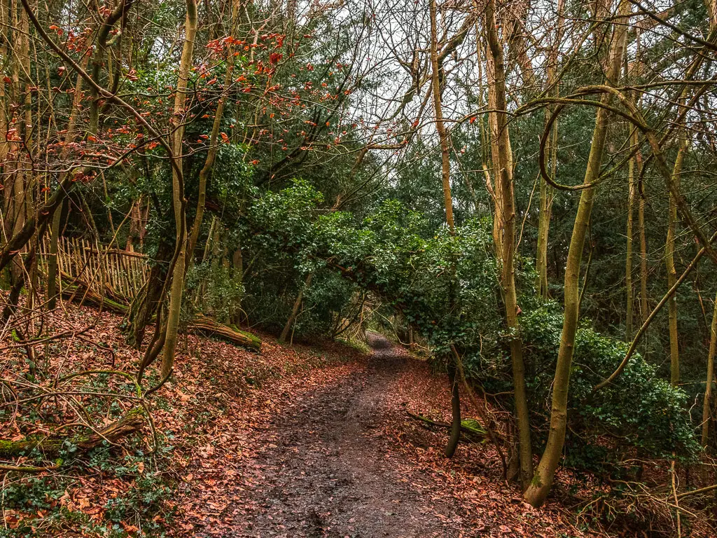 A dirt trail through the woods on the walk from Westhumble to Merstham along stage 3 of the north downs way. There is a green leaf covered branch leaning over the trail.