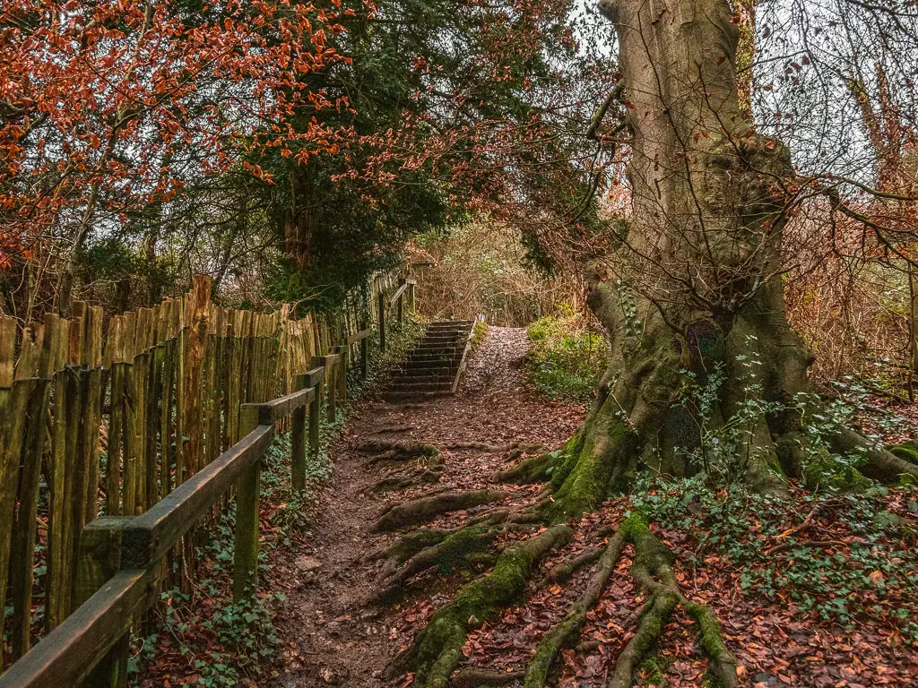 A large tree with the roots sticking out of the ground on the walk from Merstham to Westhumble along the north Downs Way. Past the tree and tree roots are wooden steps leading up the hill.
