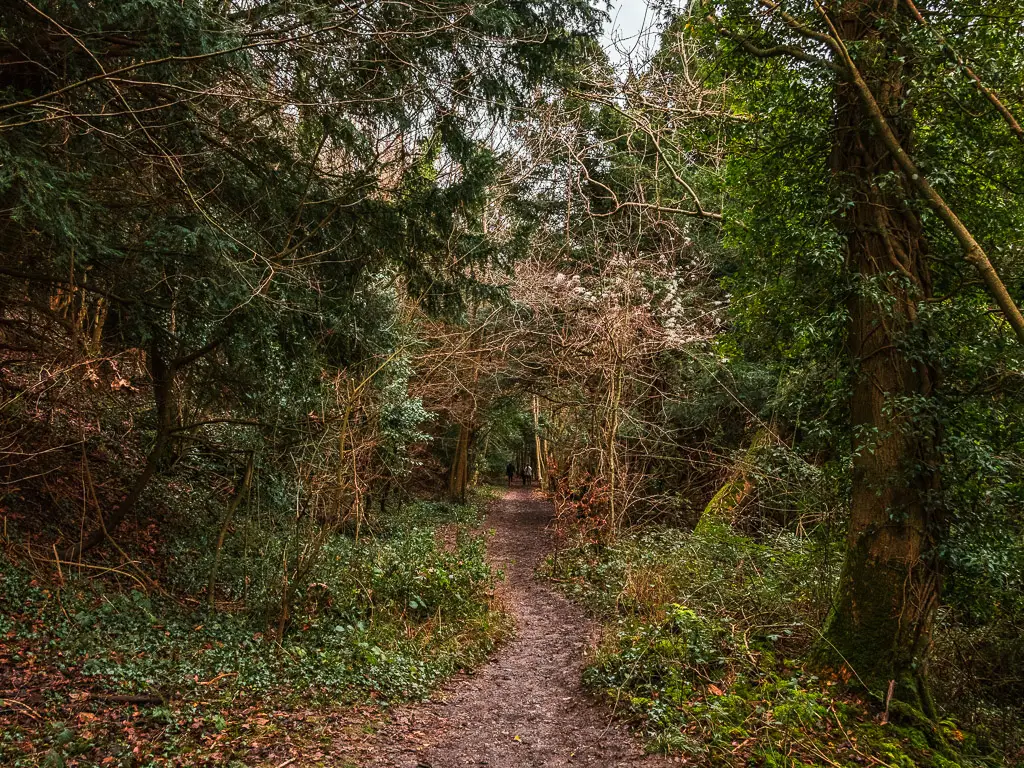 A dirt trail through the woodland and a walk in the Surrey Hills.