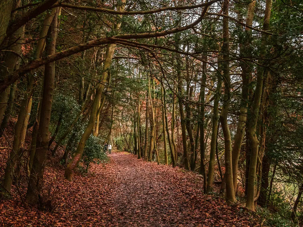 A brown and orange covered trail lined with tall thin trunked trees on the north Downs Way stage 3 walk.