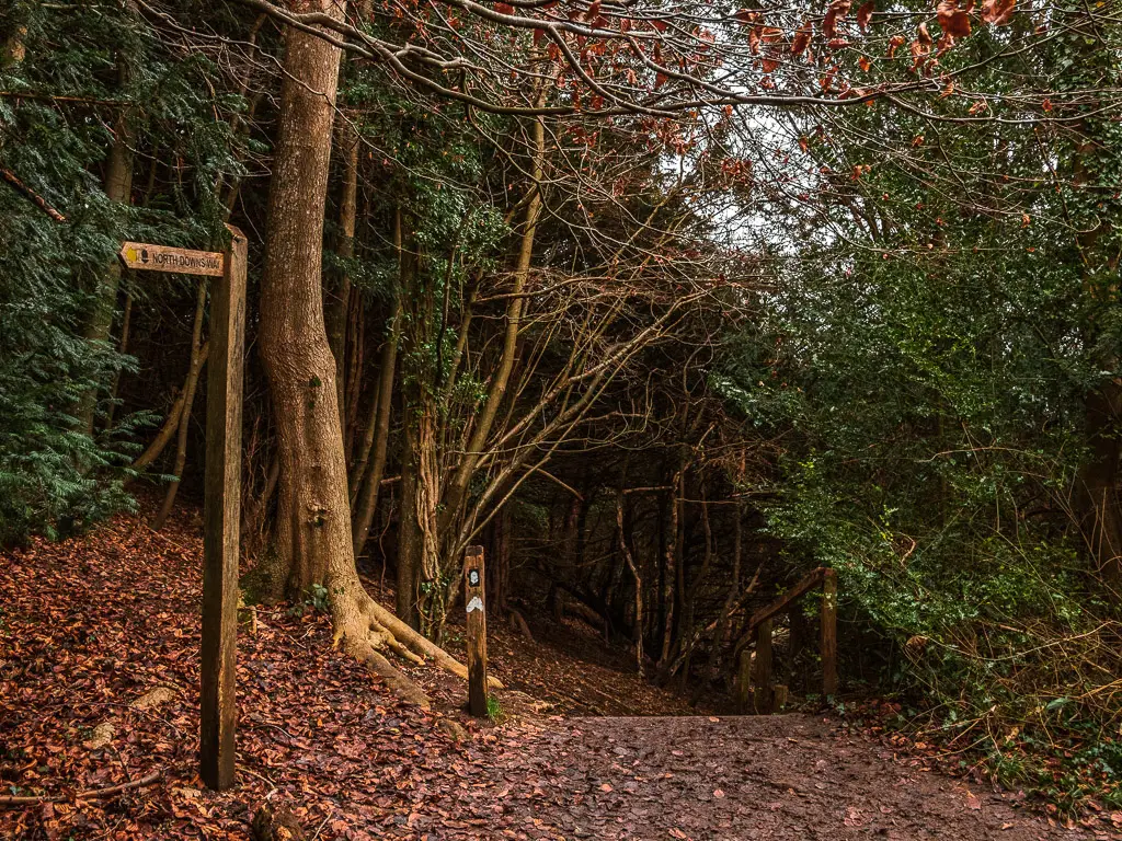 Two wooden trail signposts next to the path in the woodland, as it goes down into the woods.