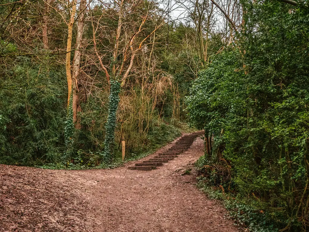 Steps leading up the dirt path through the woodland on the walk up to Box Hill.