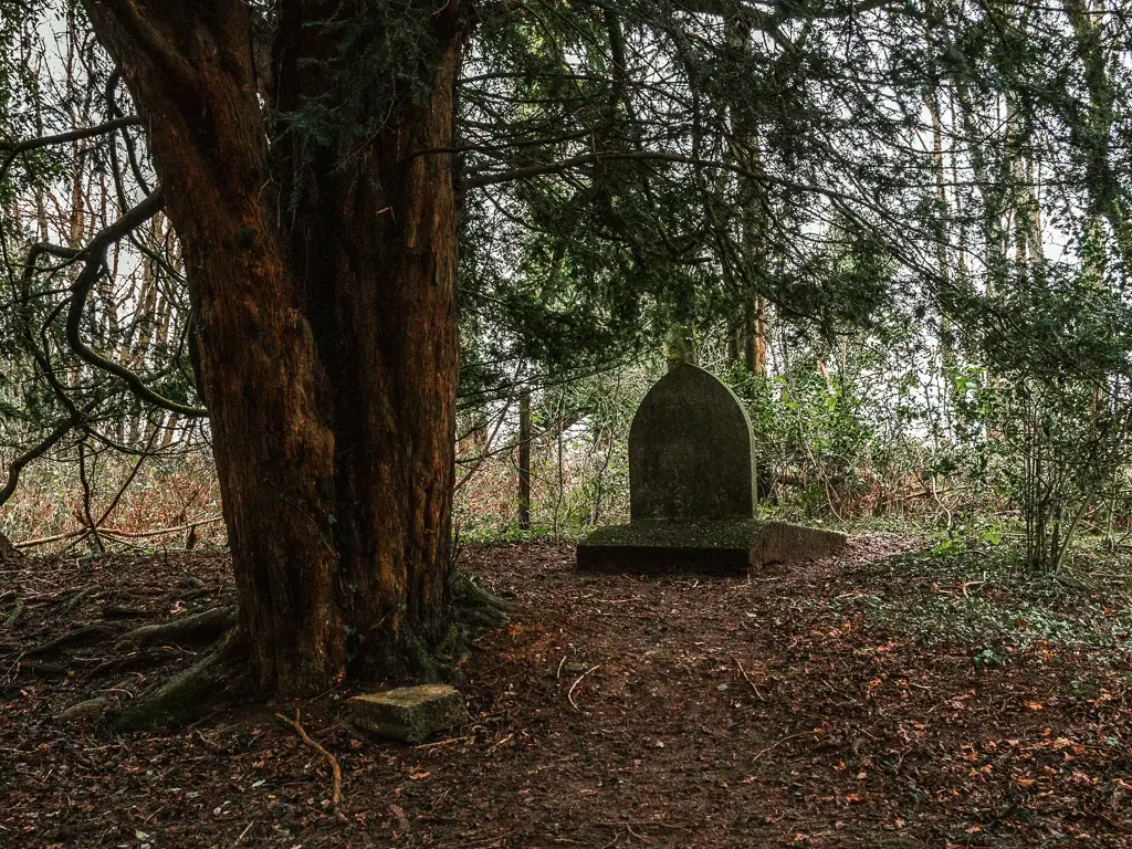A gravestone next to a very large tree in the woods.