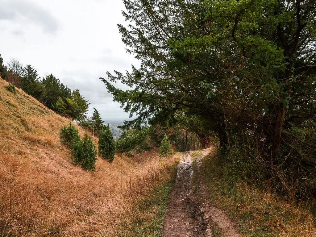 A narrow trail with trees to the right and tall yellow grass on the hill to the left.