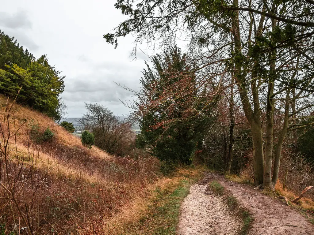 A trail with a tree to the right, and overgrown grass and hill to the left when walking to Merstham from Westhumble along the North Downs Way.