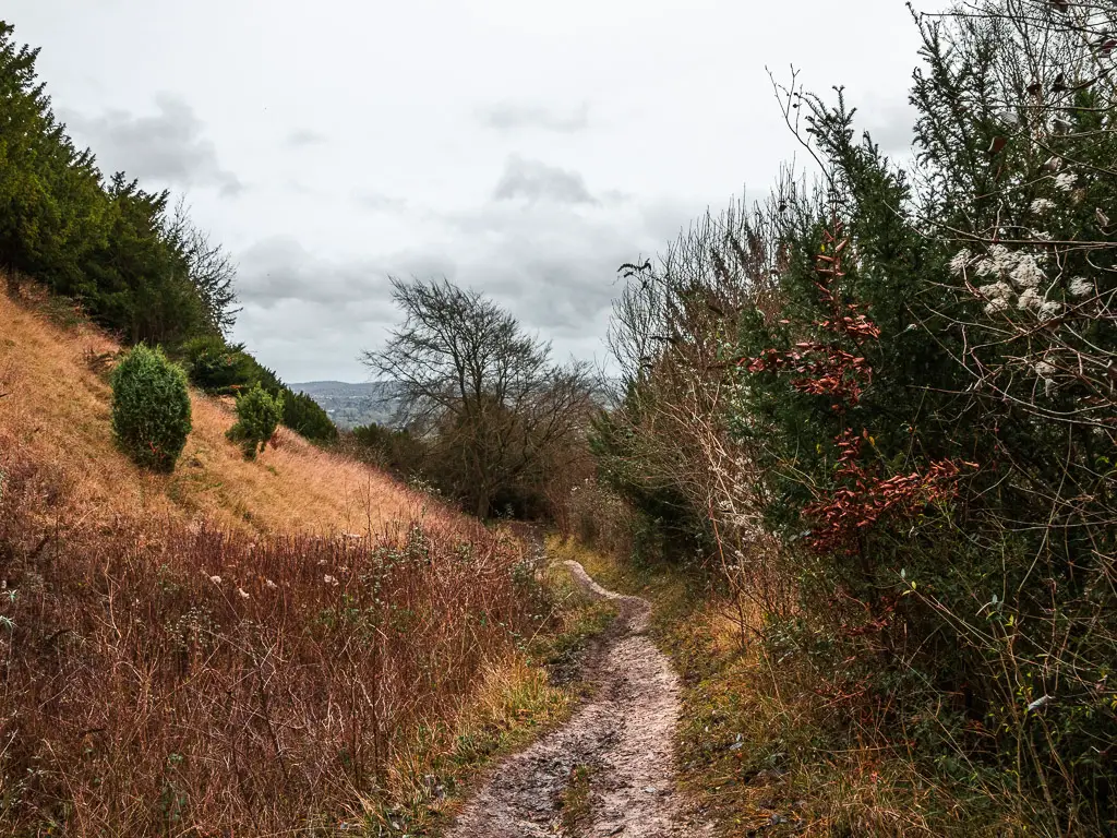 A narrow trail with a hills to the left and bushes to the right.