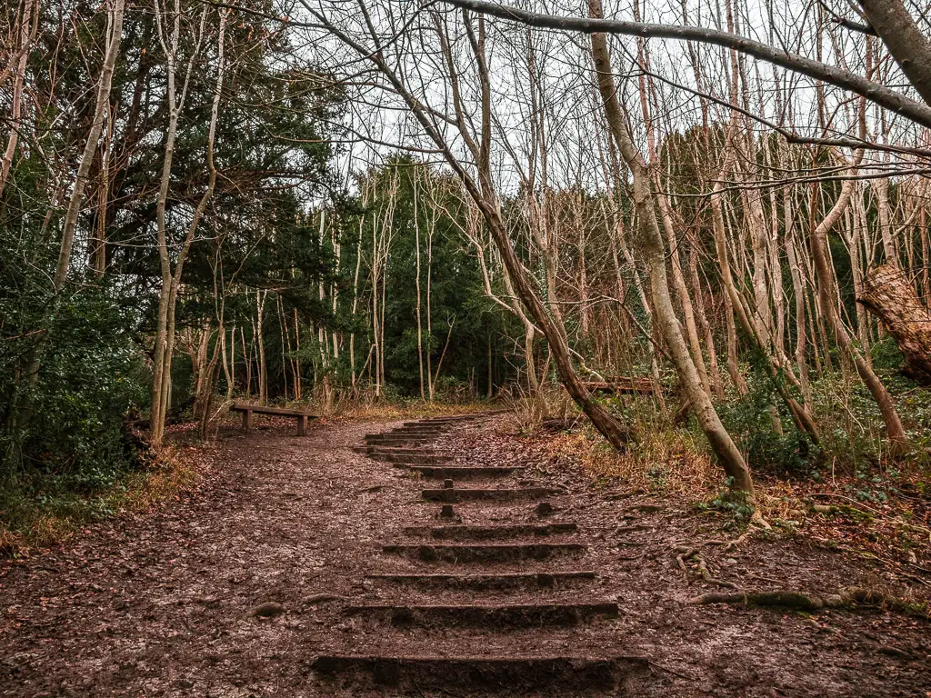Wooden steps in the dirt trail leading uphill in the woods along the North Downs Way stage 3 towards Box Hill viewpoint.