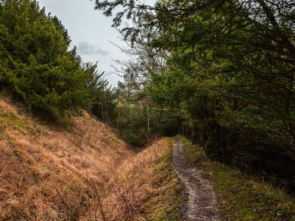 A trail along the ridge on the edge of the woodland.