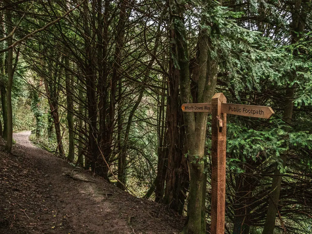 A wooden trail signpost in the woods, pointing along the path for the North Downs Way stage 3 walk.
