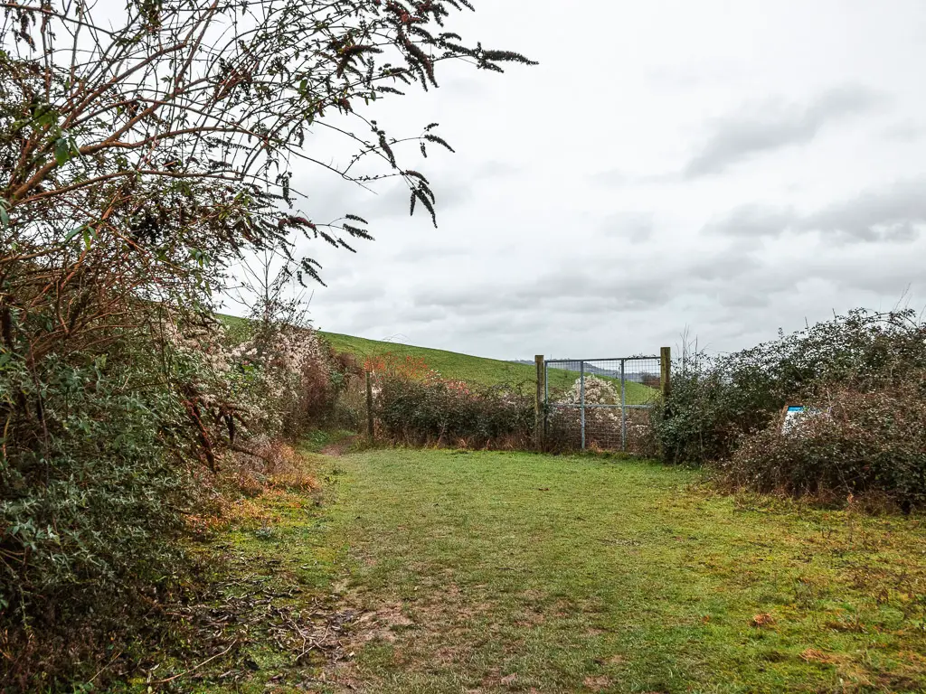 A green field with a metal fence and bushes ahead.