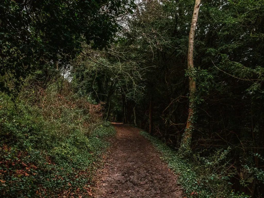 A muddy dirt trail leading through the dark woodland.