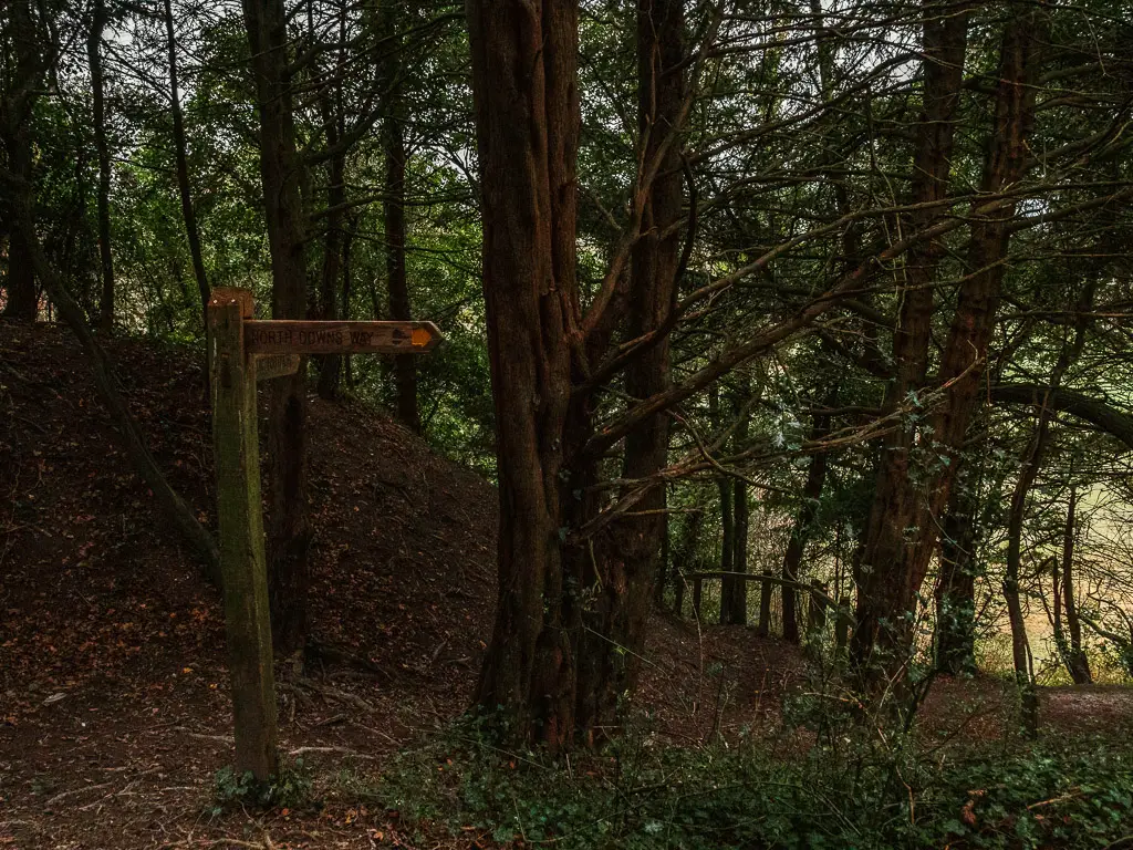 A wooden trail signpost in the dark woodland.