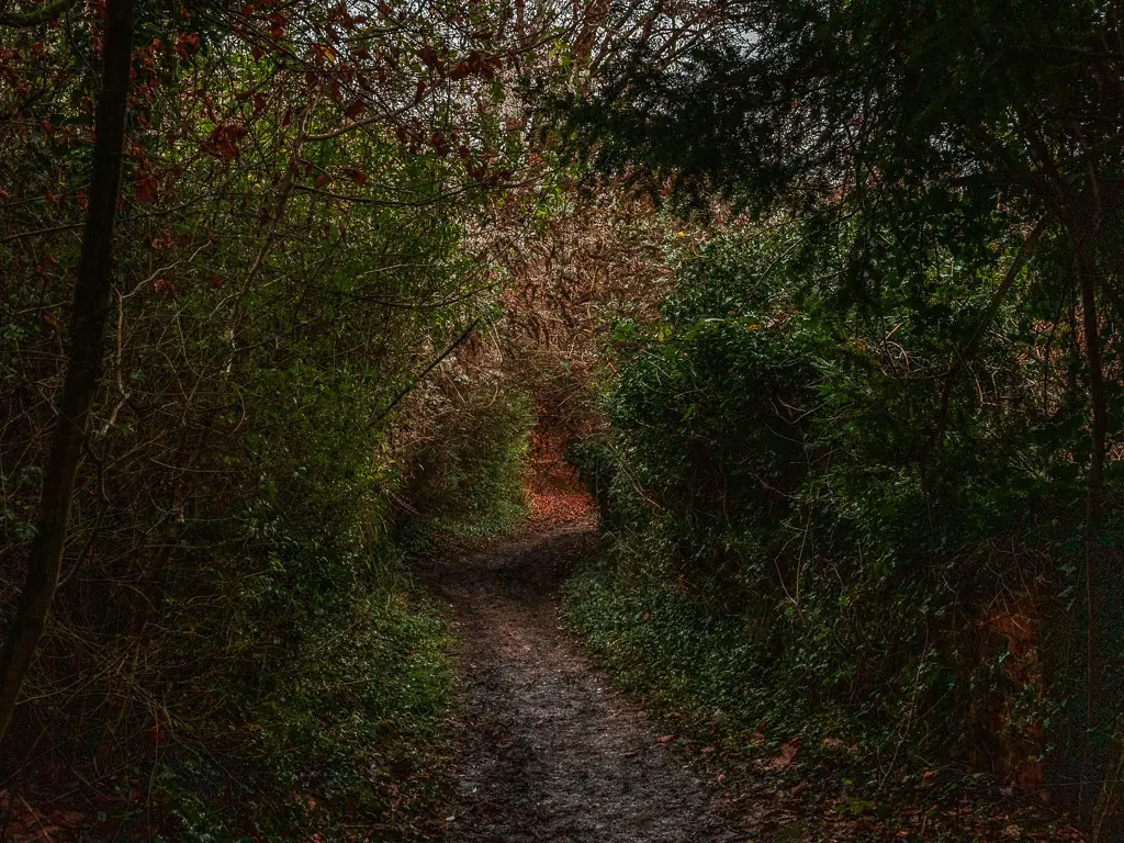 A dirt trail leading through a bush tunnel on the walk from Westhumble Merstham along stage 3 of the North Downs Way.