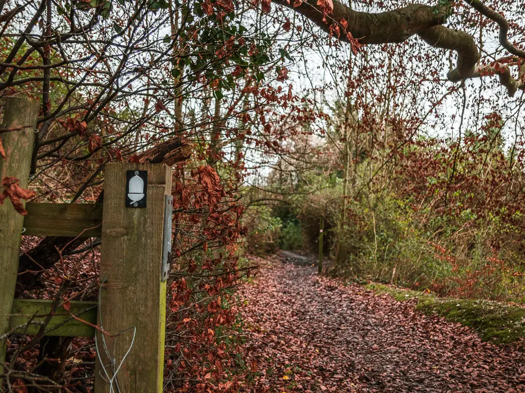 A wooden stump signpost with a white acorn disc marking the North Downs Way stage 3 walk route. The sign us next top a bush by the dirt trail which is covered in brown and red fallen leaves.