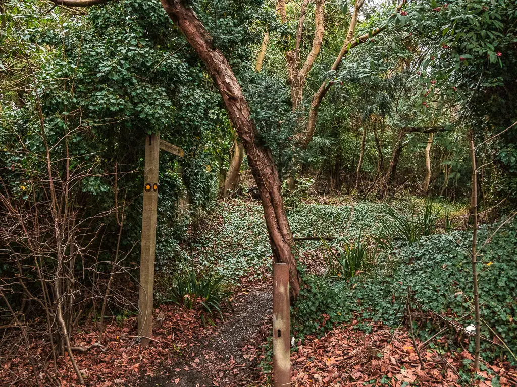 A dirt path leading up through the bushes and trees to the left, with a wooden signpost next to it.