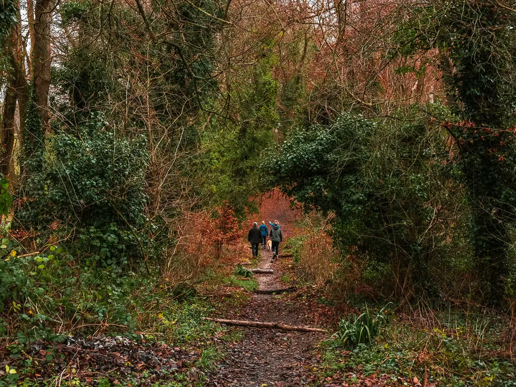 A bush tree tunnel on the Westhumble Merstham north Downs way stage 3 walk. There are a group of people walking through the tree tunnel.