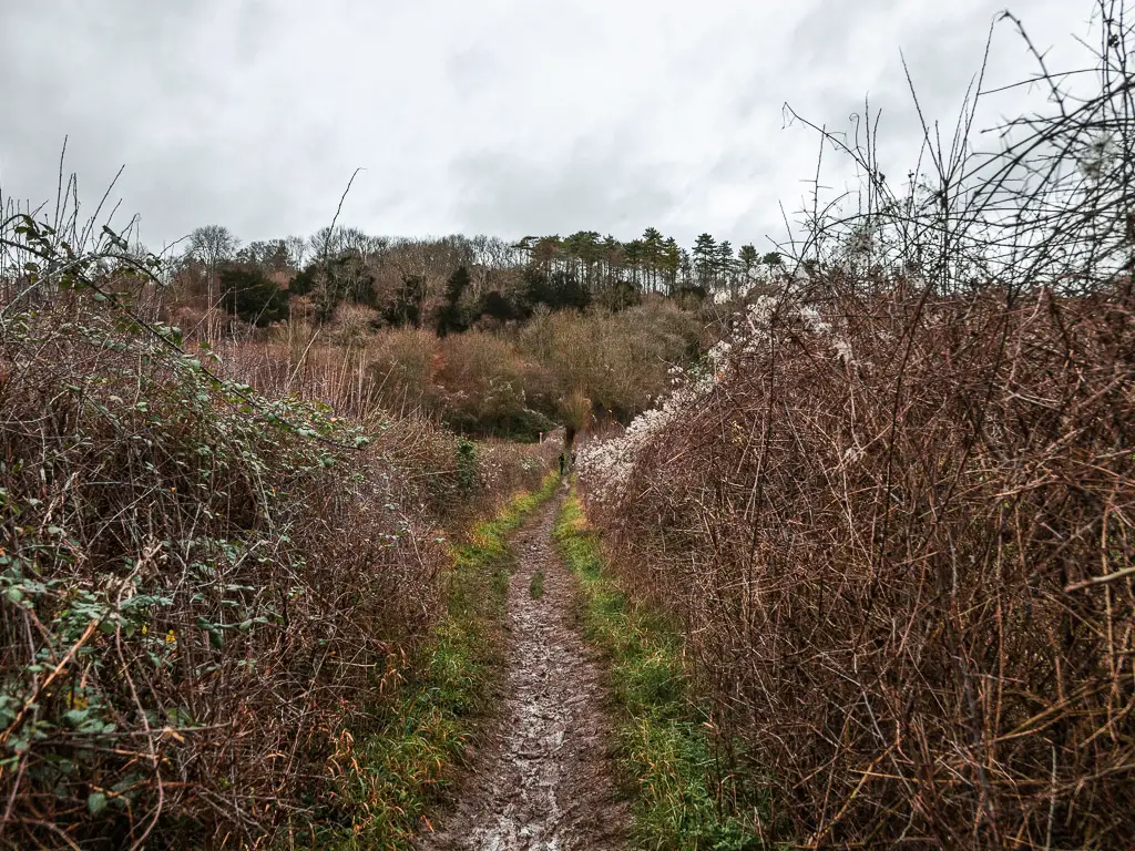 A narrow dirt trail running between the leafless bushes on the walk from Westhumble to Merstham. There are woodland trees at the other end of the trail.