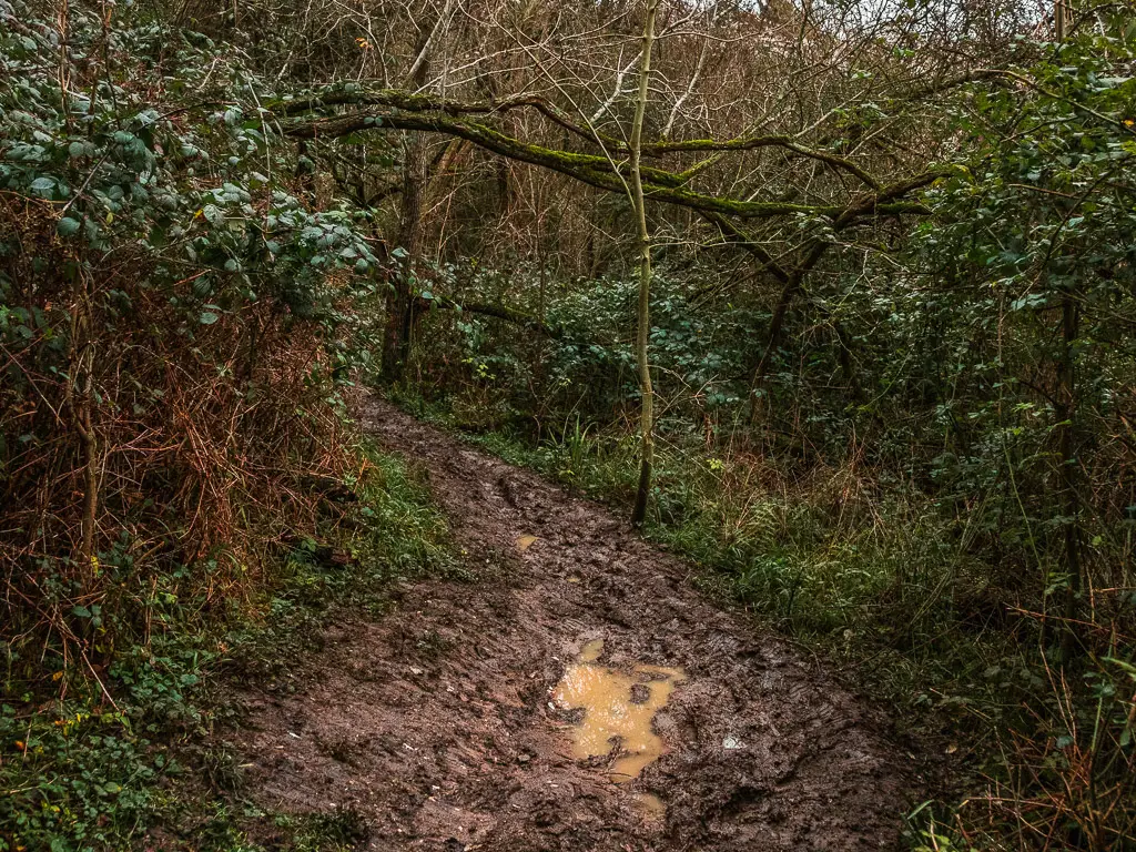 A very muddy part of the trail with a puddle. The path runs through bushes in the woods.