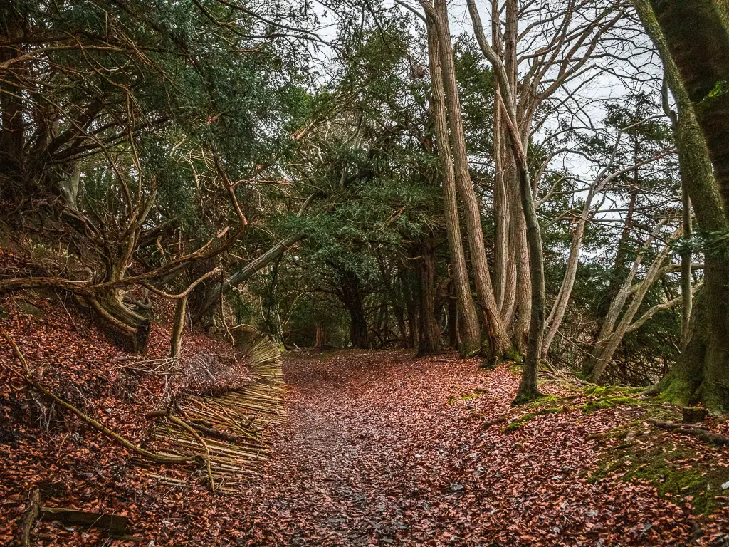 A brown leaf covered path through the woods, with a collapsed wooden fence on the left.