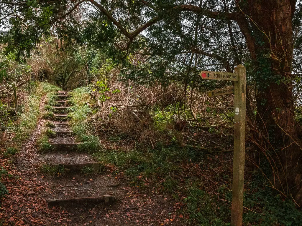 Steps leading uphill under the woodland on the Westhumble to Merstham walk. There is a wooden trail signpost at the bottom of the steps.