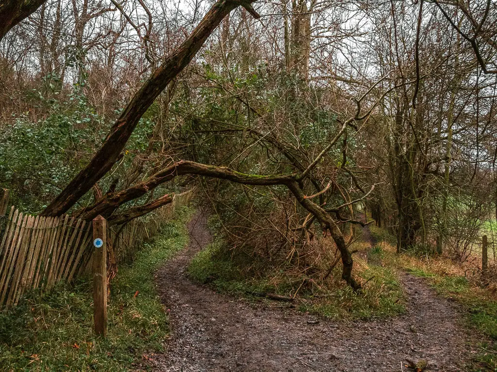 A fork in the dirt trail . there are trees hanging over the trail, and a wooden signpost with a blue arrow on the left.