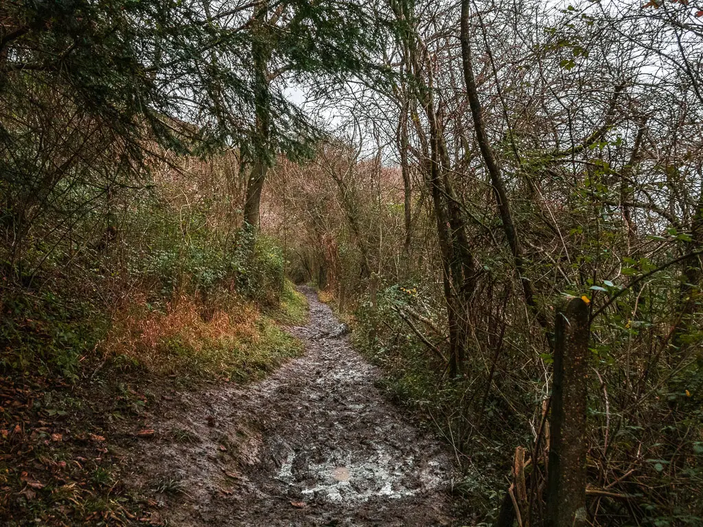 A muddy trail through the straggly woodland.