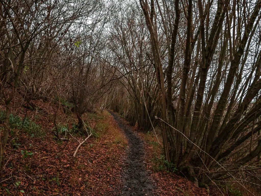 A mud dirt trail through the thin trunked tree woodland on the walk from Westhumble to Merstham.