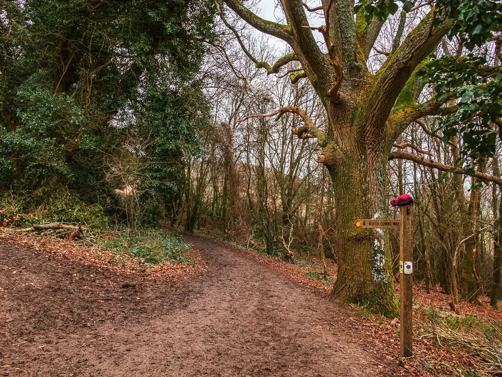 A wide dirt trail through the woods, with a trail signpost at the junction. There is a wooly hat on the signpost.