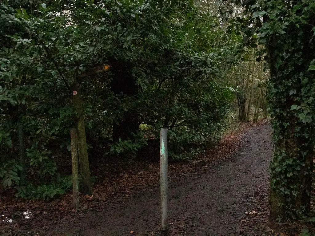A dirt muddy path between the bushes.