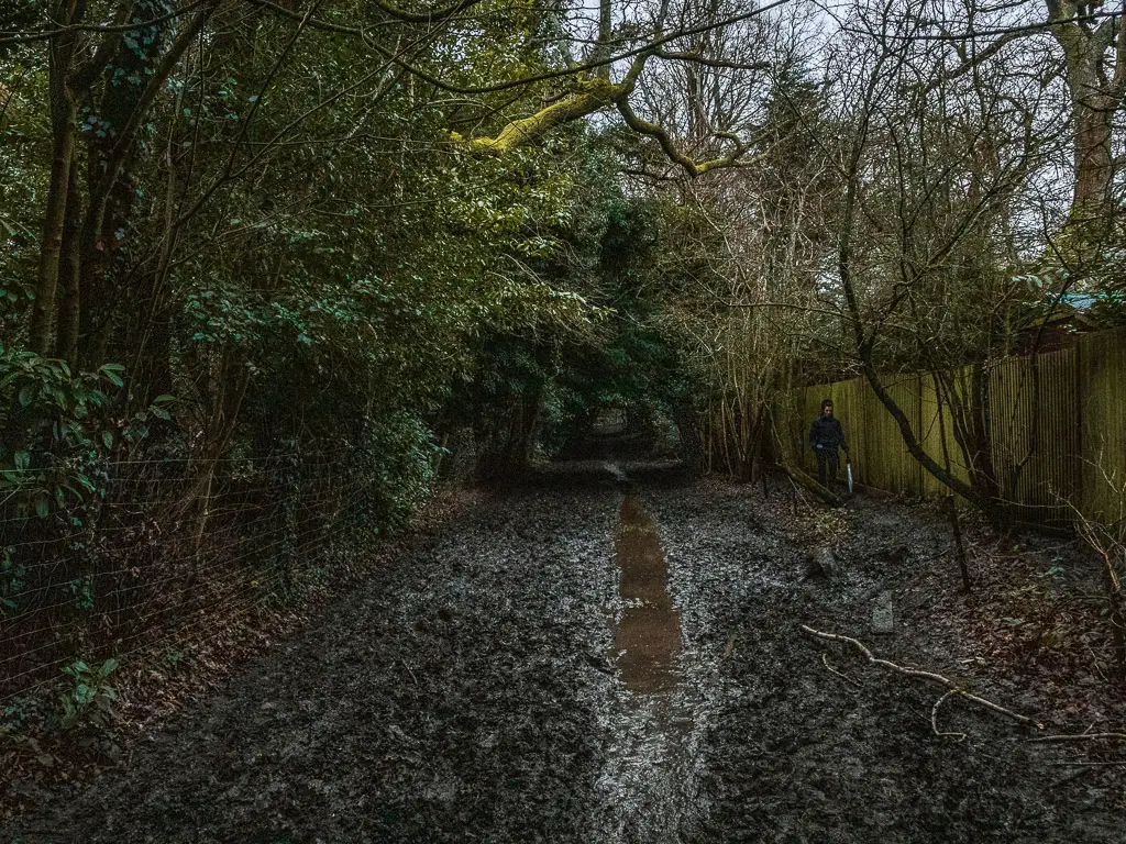 A very muddy wide path, with a puddle running through it, under the darkness of the bushes and trees.