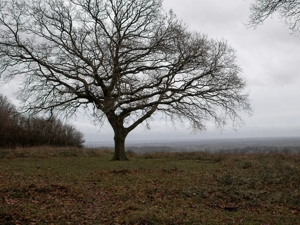 A lonely leafless tree on a green grass field. The background is misty.