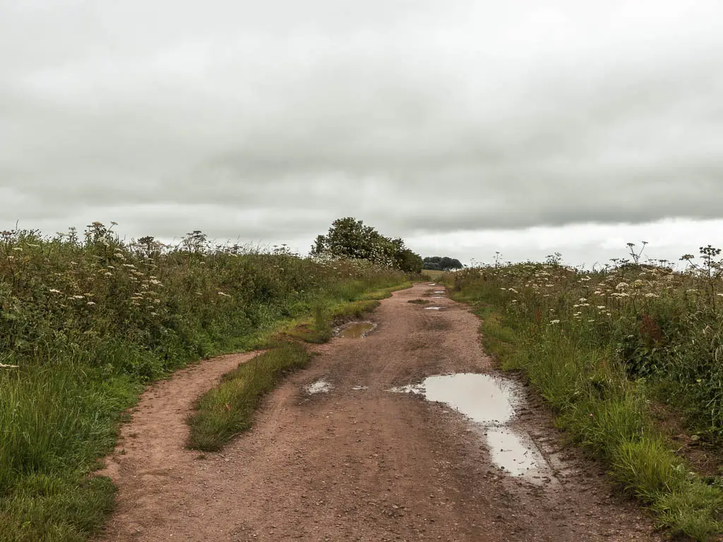 A dirt trail with some puddles and lined with tall grass.