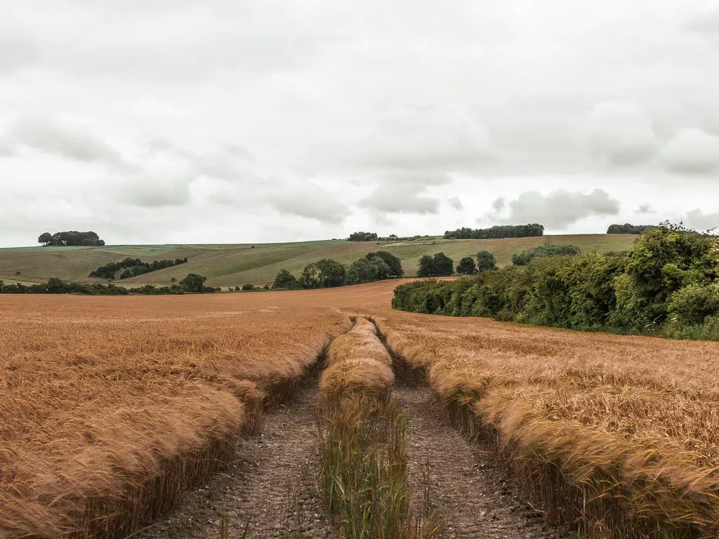 A corn crop field with tracker lines running through it. Leading towards a green grass hill in the distance.