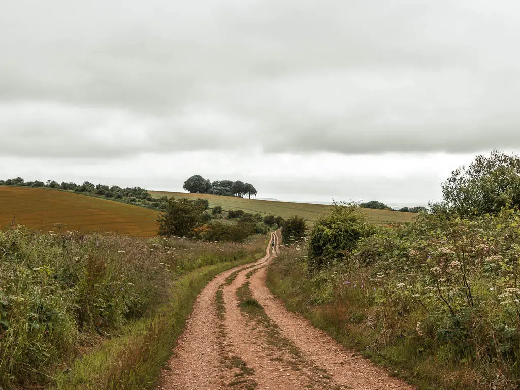 The Ridgeway as it snakes towards a hill on the walk from Hackpen Hill to Avebury. The trail is lines with tall grass.